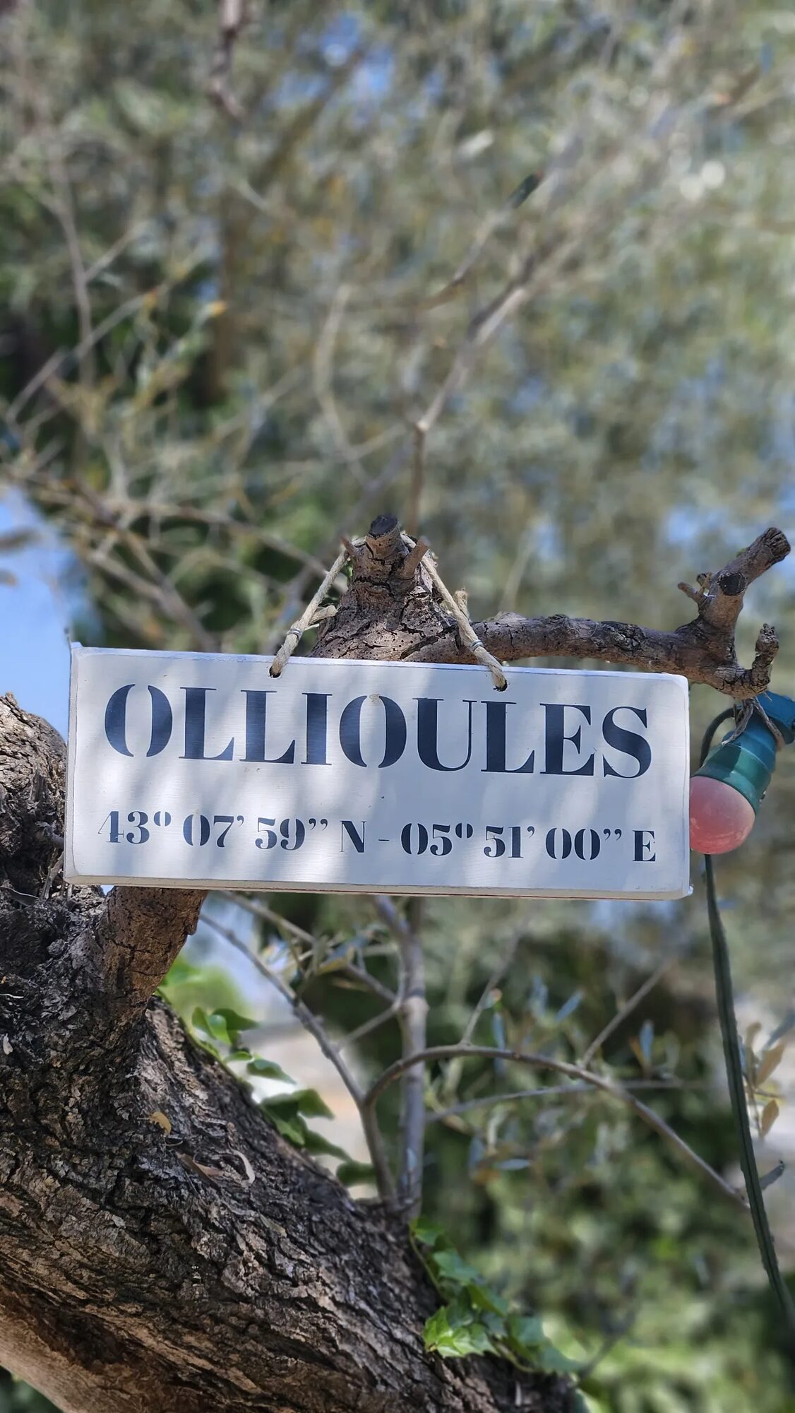 Panneau d'Ollioules dans un olivier